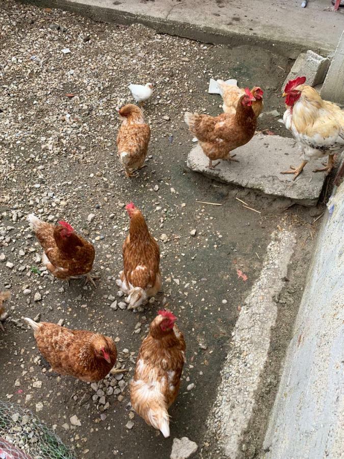 Gite Les Combes Terrasse 01340 Etrez Bresse Vallons Екстериор снимка